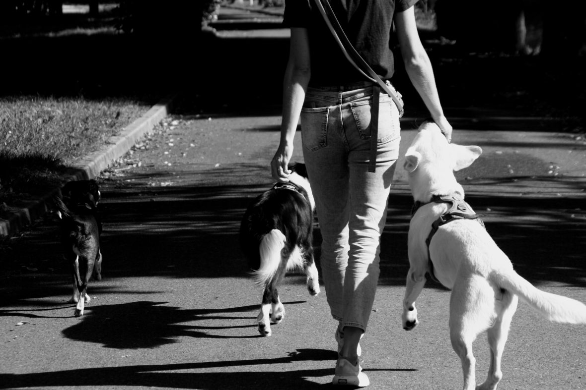 Anaïs CHARLIER ETHICANIS en promenade avec des chiens